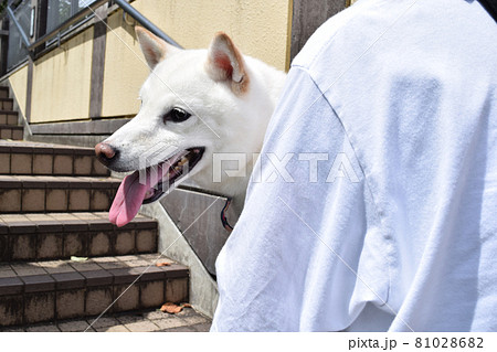 抱えられる白い柴犬の写真素材