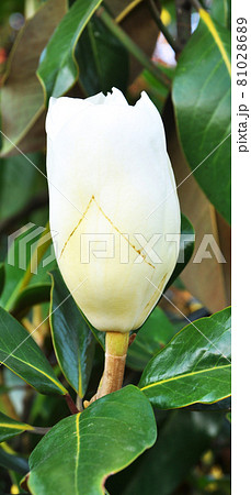 Flower of magnolia tree whose leaves are always fresh, beautiful magnolia flower 81028689