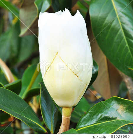 Flower of magnolia tree whose leaves are always fresh, beautiful magnolia flower Flower of magnolia tree whose leaves are always fresh, beautiful magnolia flower 81028690