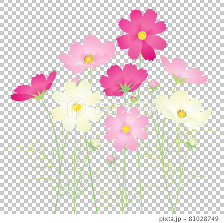 カラフルなコスモスの花 秋桜［ミックス］ 81028749