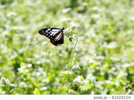 白いソバの花で蜜を吸うアゲハ蝶 白い花に蝶のステンドグラス風の黒の模様が浮き上がるの写真素材