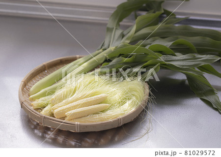 収穫したヤングコーン 81029572