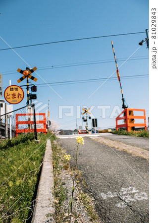 路傍の菜の花と踏切が見える風景 路傍の菜の花と踏切が見える風景 81029843