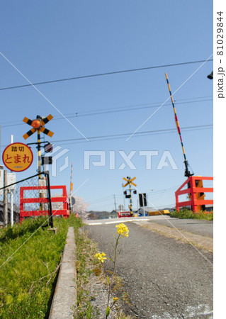 路傍の菜の花と踏切が見える風景 路傍の菜の花と踏切が見える風景 81029844