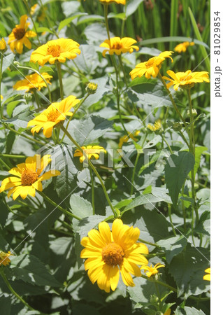 夏の山野草キクイモモドキの黄色の花の写真素材