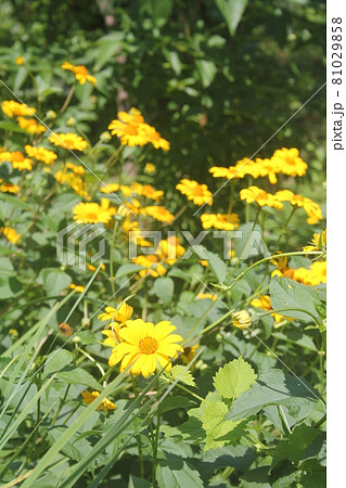 夏の山野草キクイモモドキの黄色の花の写真素材