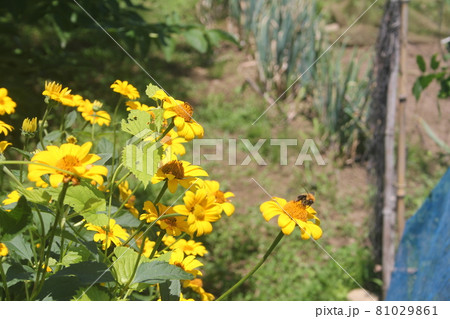 夏の山野草キクイモモドキの黄色の花 81029861