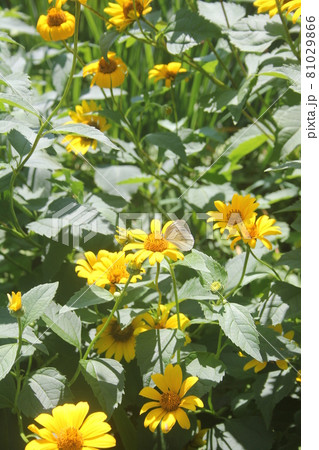 夏の山野草キクイモモドキの黄色の花の写真素材