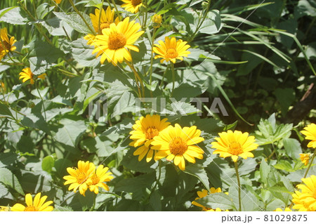 夏の山野草キクイモモドキの黄色の花の写真素材