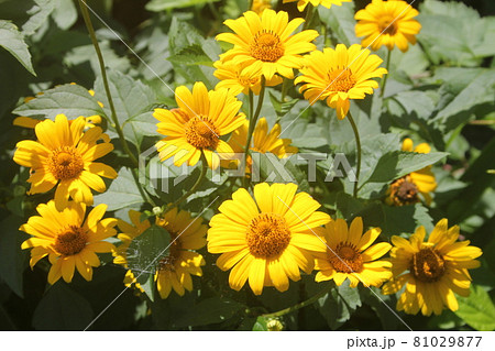 夏の山野草キクイモモドキの黄色の花の写真素材