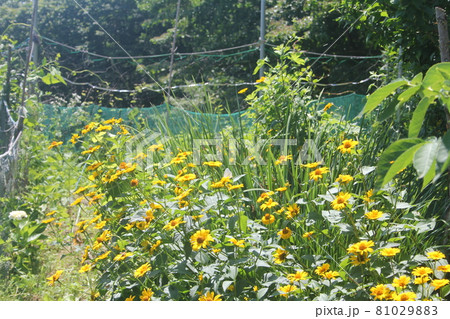 夏の山野草キクイモモドキの黄色の花 81029883