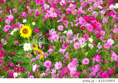 東串良町の肝属川沿いのコスモス畑 81029964