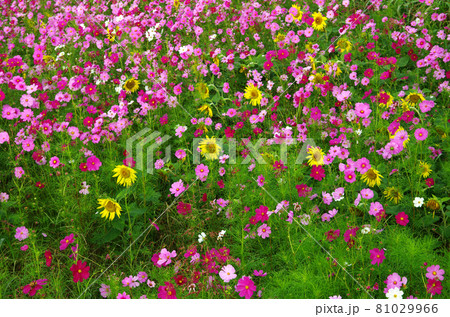 東串良町の肝属川沿いのコスモス畑 81029966