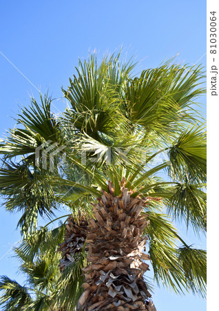 Beautiful palm tree leaves under blue sky 81030064