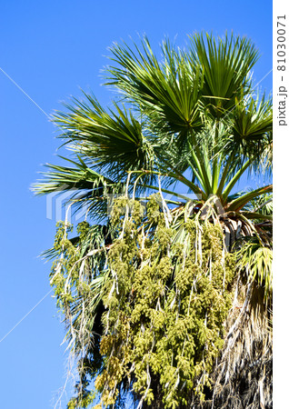 Beautiful palm tree leaves under blue sky 81030071