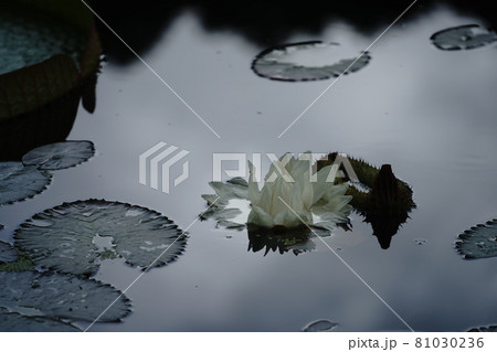 白黒で写したオオオニバスの花 81030236