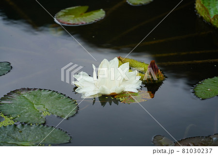 オオオニバスの大輪の花 オオオニバスの大輪の花 81030237