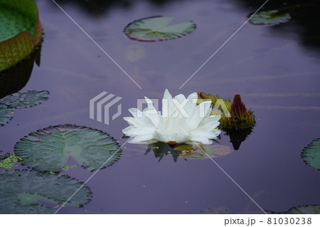 大輪のオオオニバスの花 81030238