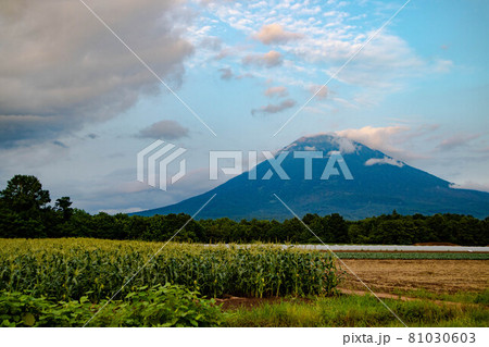 北海道　ニセコのコーン畑と羊蹄山 81030603