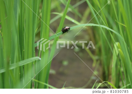 雨に濡れて輝くシロテンハナムグリ 雨に濡れて輝くシロテンハナムグリ 81030785