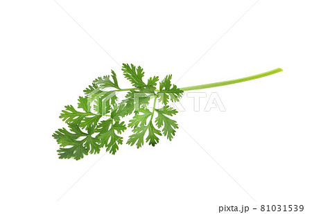 Fresh coriander leaves isolated on white background Fresh coriander leaves isolated on white background 81031539