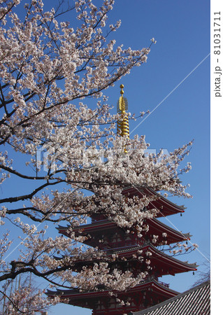 桜が満開に咲き誇る向こうには五重塔が、青空を従えて見得を切るようにそびえ立つ 桜が満開に咲き誇る向こうには五重塔が、青空を従えて見得を切るようにそびえ立つ 81031711