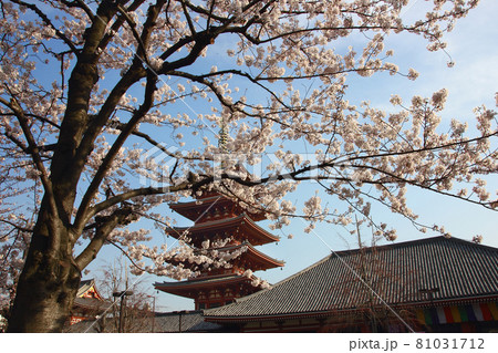 桜が満開の時の特典は五重の塔とダブルで観賞出来る、浅草寺は今日も混雑 桜が満開の時の特典は五重の塔とダブルで観賞出来る、浅草寺は今日も混雑 81031712