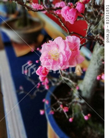 長浜盆梅展_滋賀県 長浜盆梅展_滋賀県 81031851