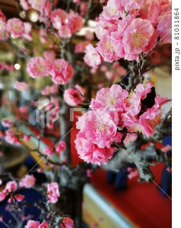 長浜盆梅展_滋賀県 81031864