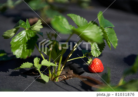 A close-up of a bed with strawberries is covered with a black cloth. A close-up of a bed with strawberries is covered with a black cloth. 81031876
