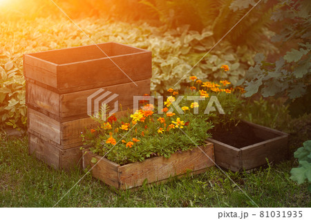 Marigold flowers on a flower bed in a summer garden. Beautiful natural background on a sunny day Marigold flowers on a flower bed in a summer garden. Beautiful natural background on a sunny day 81031935