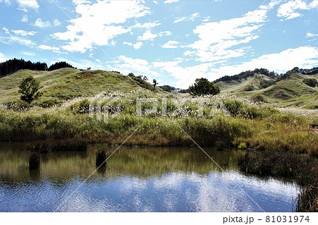 十五夜の飾りとして相性の良いススキの群生の写真素材