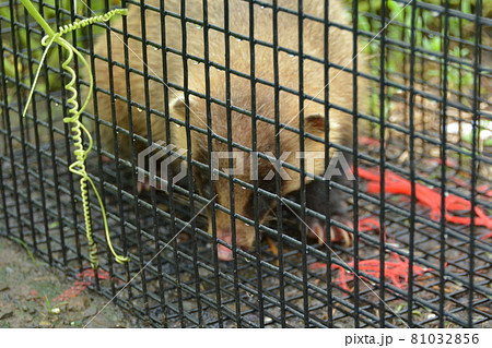 罠にかかったアナグマ 罠にかかったアナグマ 81032856