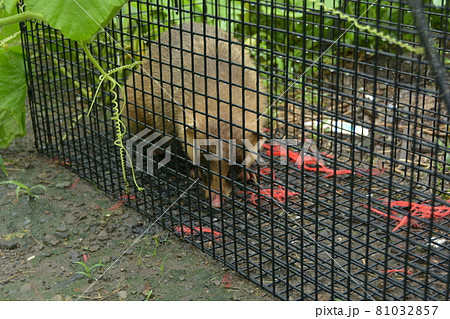 罠にかかったアナグマ 罠にかかったアナグマ 81032857