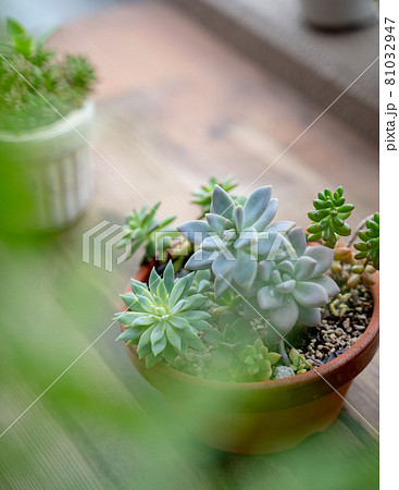 雨の雫をつけた多肉植物（エケベリアやセダム）の寄植え 81032947