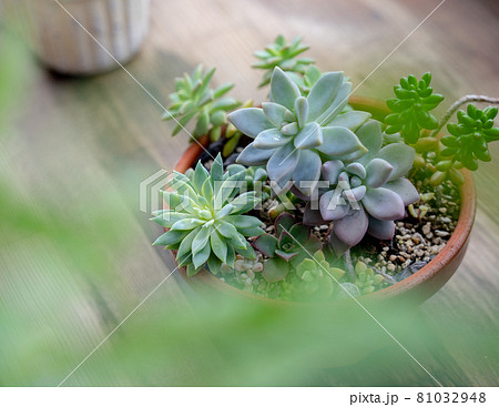 雨の雫をつけた多肉植物（エケベリアやセダム）の寄植え 81032948