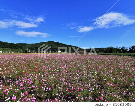 コスモス畑（北海道網走市・大曲湖畔園地） 81033009