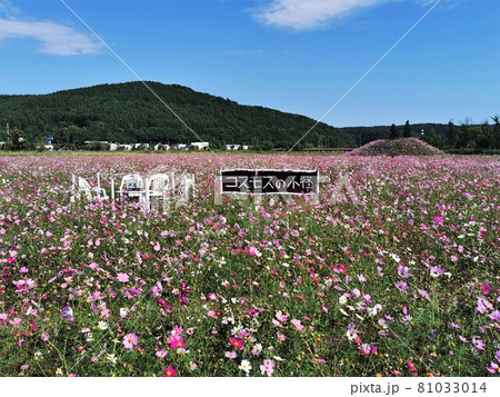 コスモス畑（北海道網走市・大曲湖畔園地） 81033014