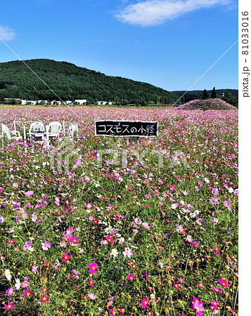 コスモス畑（北海道網走市・大曲湖畔園地） 81033016