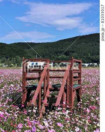 コスモス畑（北海道網走市・大曲湖畔園地） 81033017