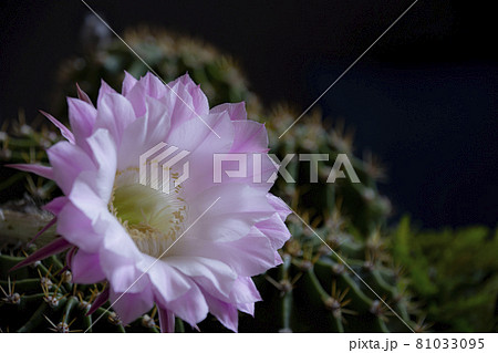 サボテンの花 81033095
