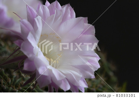 サボテンの花 81033101