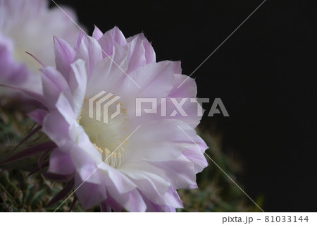 サボテンの花 81033144