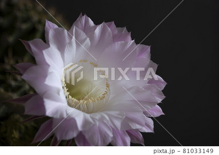 サボテンの花 81033149