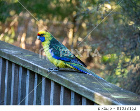 ホオアカサメクサインコ カラフルな鳥 オーストラリアにて ホオアカサメクサインコ カラフルな鳥 オーストラリアにて 81033152