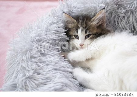 ふかふかのベッドに入ったノルウェージャンフォレストキャットの子猫 ふかふかのベッドに入ったノルウェージャンフォレストキャットの子猫 81033237