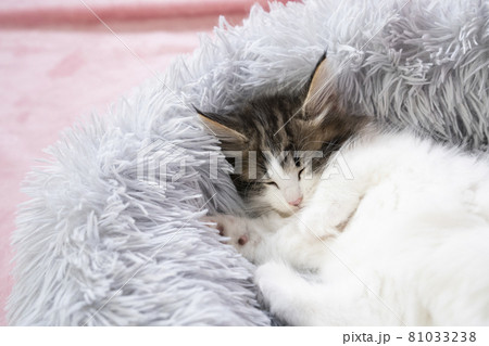 ふかふかのベッドで眠るノルウェージャンフォレストキャットの子猫 ふかふかのベッドで眠るノルウェージャンフォレストキャットの子猫 81033238