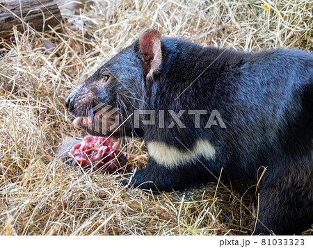 タスマニアデビル 餌の生肉を食べるの写真素材