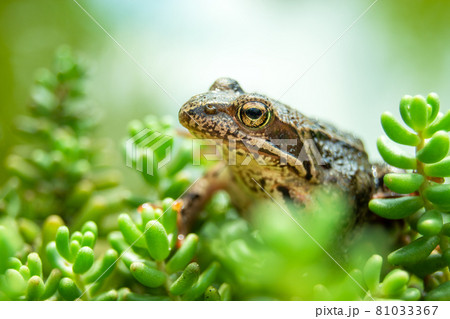 A brown frog sitting in green plants 81033367