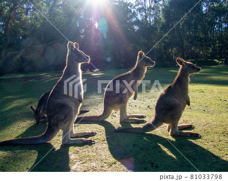 カンガルーの群れ オーストラリアの草原にて 横向き カンガルーの群れ オーストラリアの草原にて 横向き 81033798